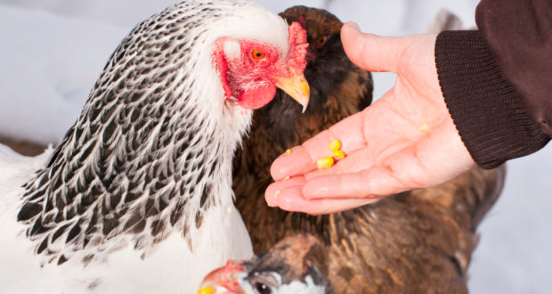 7 Important steps to prepare chickens for fall and winter
