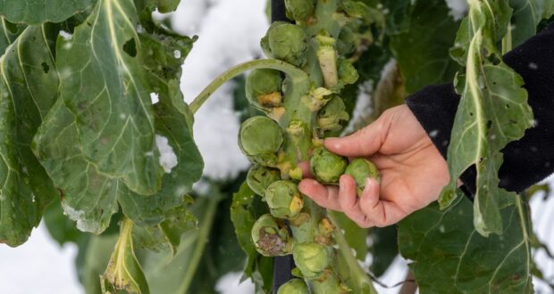 Expanding collections to with winter winter gardening strategies