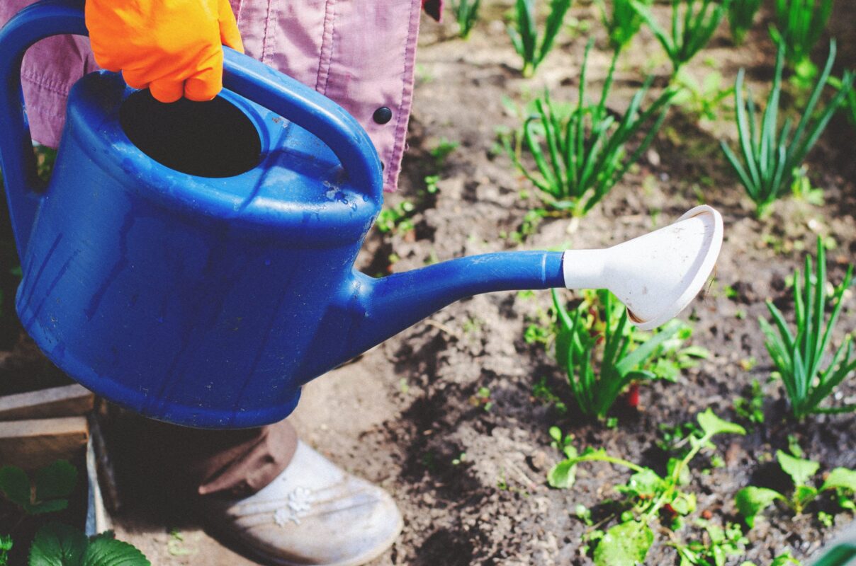 Fastest Growing Vegetables and Fruits for Your Garden