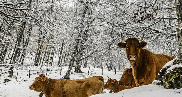 How to make sure that farm animals will survive the winter