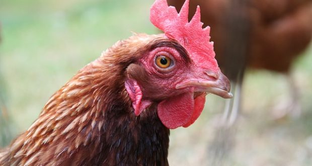 6 best ways to increase egg production in winter