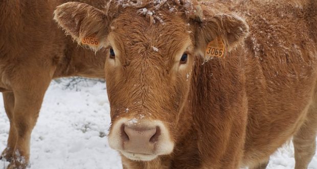 6 dirty, brilliant ways to water animals in winter