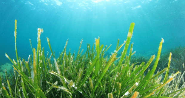 Great garden! Many advantages of seaweed as a garden fertilizer