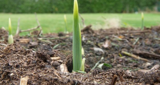 I need spring preparation for gardening