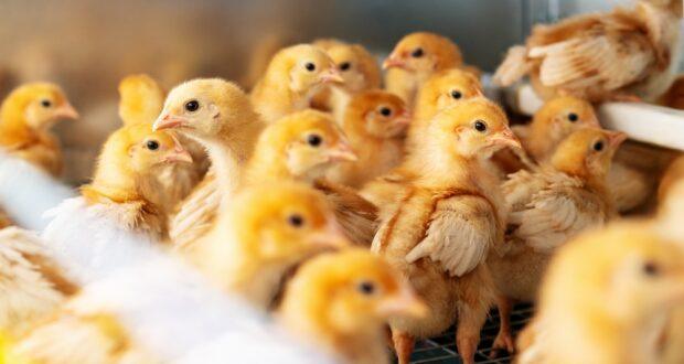 Why the chicks in the yard are a response to fast egg prices and better health