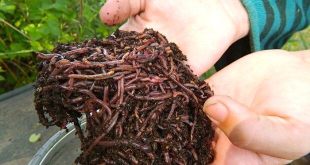 Why your composting strategy needs worms