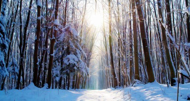 Winter feeding – 8 survival foods that you can feed in the middle of winter