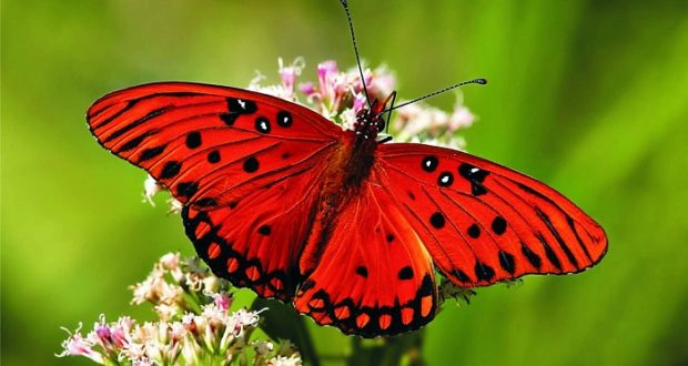 10 flowers that will attract colorful butterflies to your garden