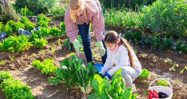 Like a home garden this year, it can save huge cash flaws!