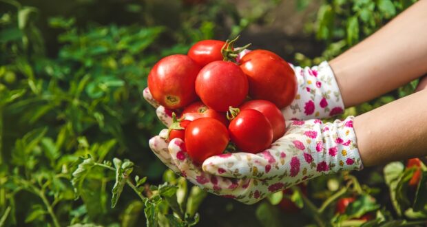 Seven unusual facts about tomatoes you could miss