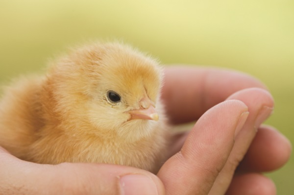 Spring guide to raising healthy chicks